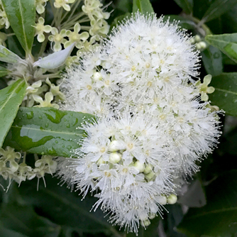 Hard to miss the flowers on a lemon myrtle!