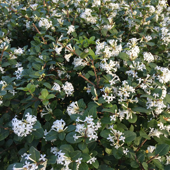 Osmanthus 'Pearly Gates' in full flower