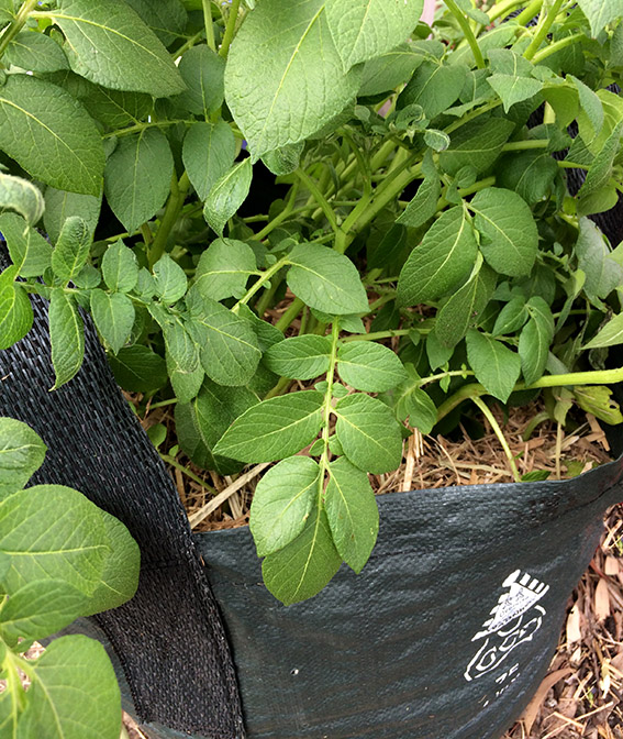 Growing potatoes in a Grow Bag