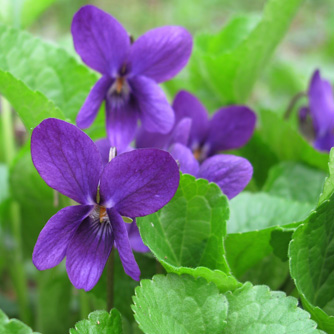 Violet flowers may be small but their perfume is unmissable
