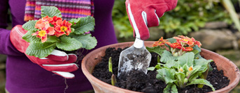Organic Gardening Tips