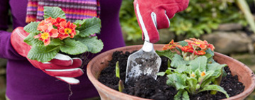 Organic Gardening Tips