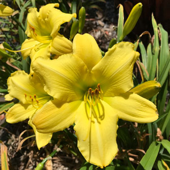 The irresistible glow of daylily blooms!