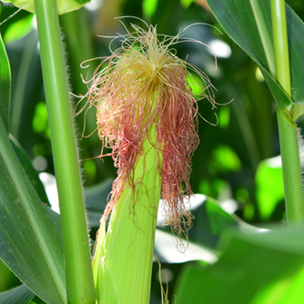 Silks emerging from the corn ear ready to be fertilised