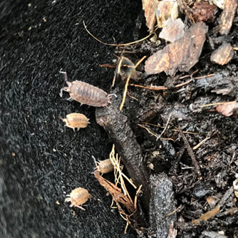 Slaters foraging for food amongst potting mix