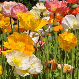 Iceland poppies are one of the easiest poppies to grow