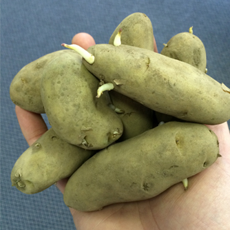 Kipfler potatoes with their distinctive elongated shape