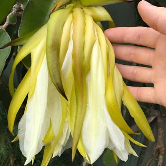 The finished blossom after flowering during the night