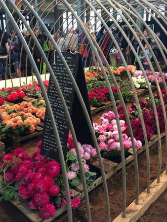 Huge display of charming dahlias by The Road Stall