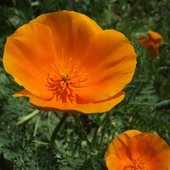 Californian poppies are another very easy poppy