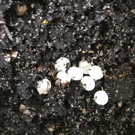 Snail eggs are commonly laid in clusters a few centimetres under the soil