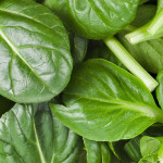 Spinach (English)