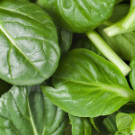 Spinach (English)
