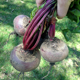 Freshly harvested beetroot