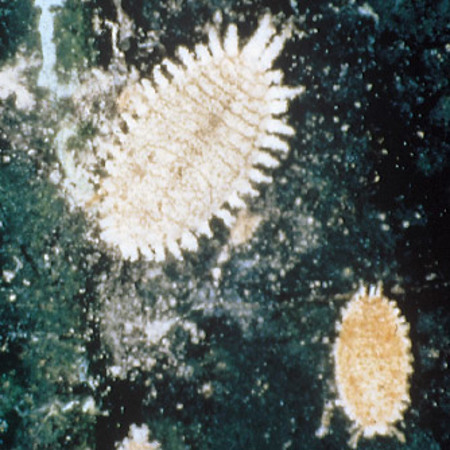 Adult (left) and juvenile (right) mealybugs