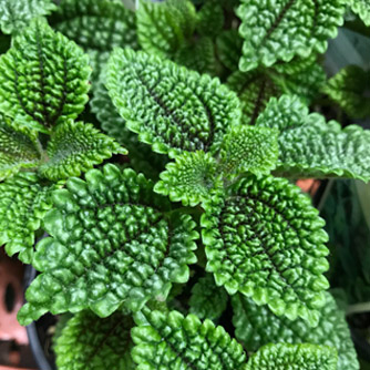 The amazing textured leaves of Pilea mollis 'Moon Valley'