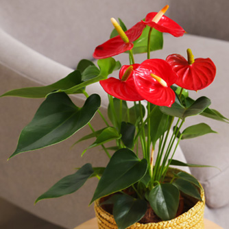 Flamingo flower with it's heart shaped leaves and unmissable flowers