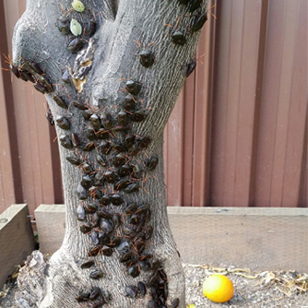 Adult bronze orange bugs clustering low to avoid the heat.