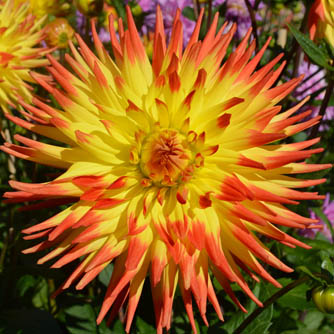 Two toned cacti dahlia