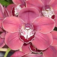 Cymbidium Orchids