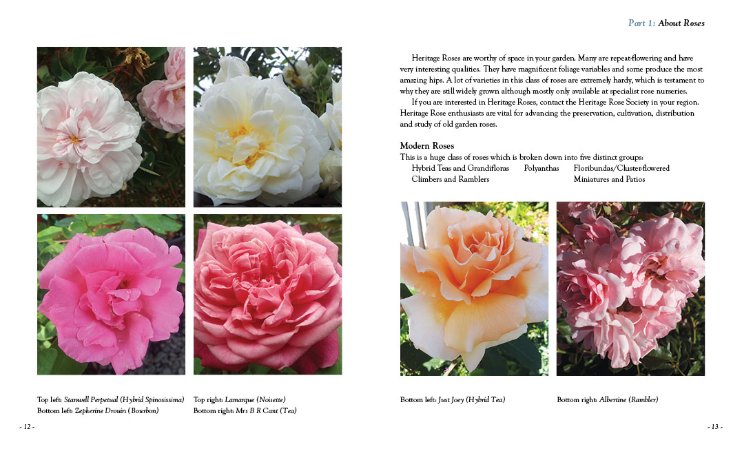 All About Roses by Diana Sargeant