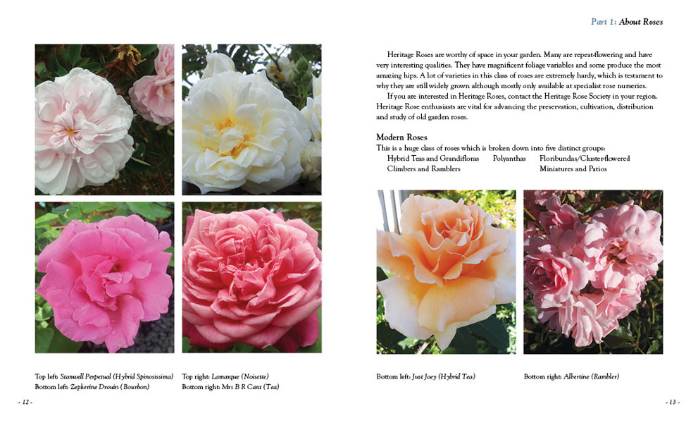 All About Roses by Diana Sargeant