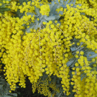 Wattle