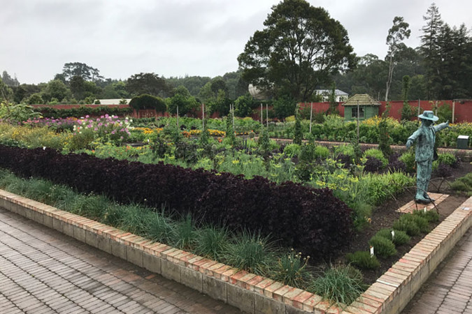 Enormous Kitchen Garden with distinctive purple shiso growing at the front