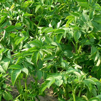 Healthy potato plants