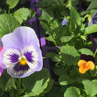 Size comparison with a pansy on the left and a much smaller viola on the right