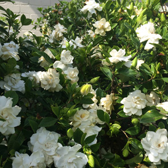 Gardenia 'Florida' in full flower