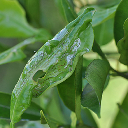 Citrus leafminer’s distinctive damage to citrus leaves