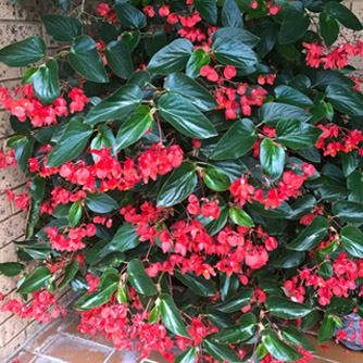 Begonia 'Dragon Wing'