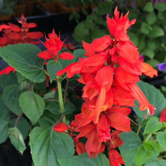 Unmissable Salvia splendens!