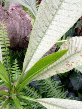 Frangipani leaves with mite damage (note new green leaf not yet attacked)