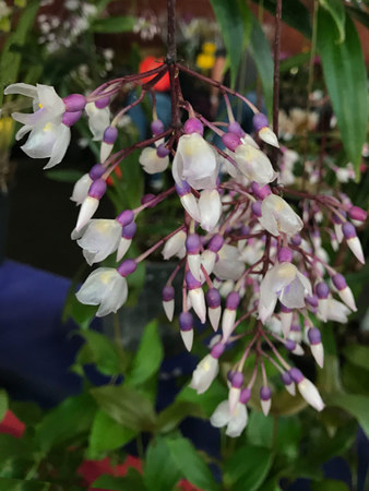 Hanging flowers on the chandelier plant (Medinilla dolichophylla)