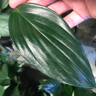 Juvenile dragon tail leaf with smooth edges