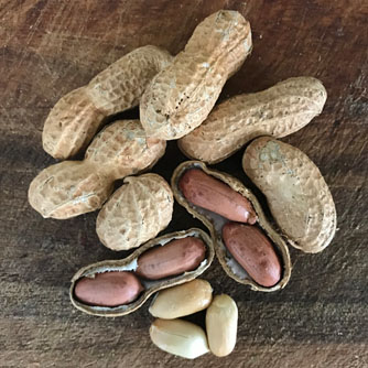 Tasty home grown peanuts