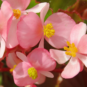 Begonias
