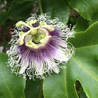 The amazing passionfruit flower!