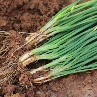 Freshly harvested spring onions