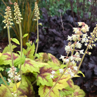 Flowering heuchera