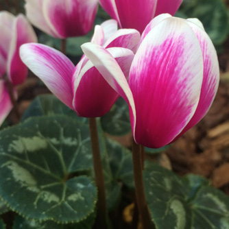 Cyclamen flowers can also be two toned