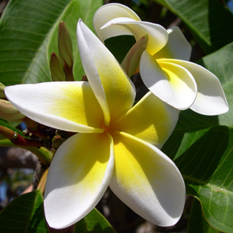 Iconic yellow and white frangipani flowers