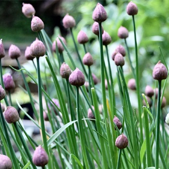 Common chives coming into flower