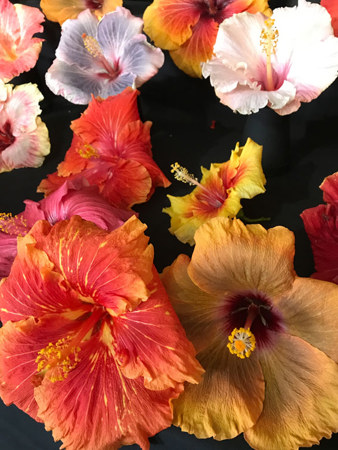 Enormous flowers on display by the Australian Hibiscus Society