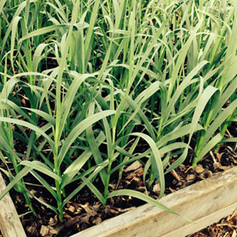 Bed of garlic plants