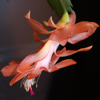 Soft orange zygocactus flower