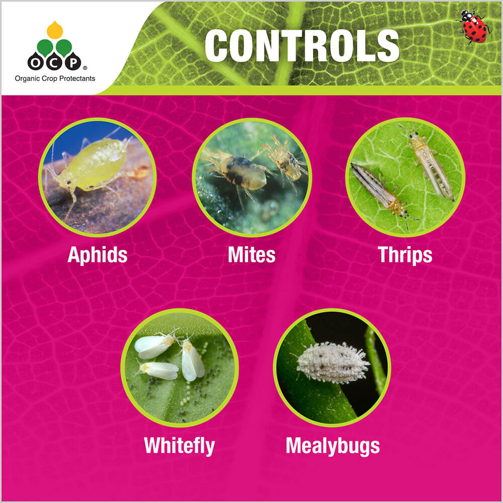 OCP eco-insect killer tile 2