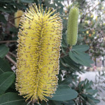 Banksias